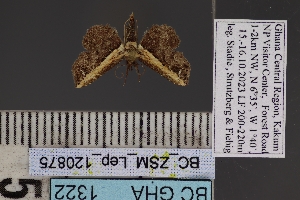  ( - BC_ZSM_Lep_120875)  @11 [ ] by-nc-sa (2025) SNSB, Staatliche Naturwissenschaftliche Sammlungen Bayerns ZSM (SNSB, Zoologische Staatssammlung Muenchen)