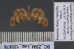  (Lamprolopha - BC_ZSM_Lep_120878)  @11 [ ] by-nc-sa (2025) SNSB, Staatliche Naturwissenschaftliche Sammlungen Bayerns ZSM (SNSB, Zoologische Staatssammlung Muenchen)