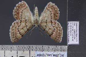  ( - BC_ZSM_Lep_120888)  @11 [ ] by-nc-sa (2025) SNSB, Staatliche Naturwissenschaftliche Sammlungen Bayerns ZSM (SNSB, Zoologische Staatssammlung Muenchen)