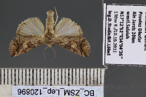  (Bryophilopsis tarachoides scotina - BC_ZSM_Lep_120896)  @11 [ ] by-nc-sa (2025) SNSB, Staatliche Naturwissenschaftliche Sammlungen Bayerns ZSM (SNSB, Zoologische Staatssammlung Muenchen)
