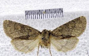  ( - BC_ZSM_Lep_121009)  @11 [ ] by-nc-sa (2025) SNSB, Staatliche Naturwissenschaftliche Sammlungen Bayerns ZSM (SNSB, Zoologische Staatssammlung Muenchen)