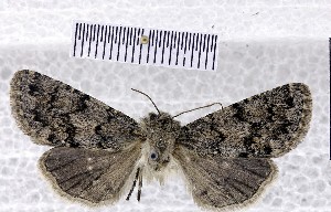  (Dasypolia exprimata - BC_ZSM_Lep_121010)  @11 [ ] by-nc-sa (2025) SNSB, Staatliche Naturwissenschaftliche Sammlungen Bayerns ZSM (SNSB, Zoologische Staatssammlung Muenchen)