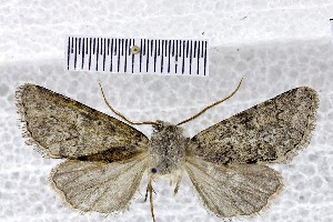  (Dasypolia shugnana - BC_ZSM_Lep_121011)  @11 [ ] by-nc-sa (2025) SNSB, Staatliche Naturwissenschaftliche Sammlungen Bayerns ZSM (SNSB, Zoologische Staatssammlung Muenchen)