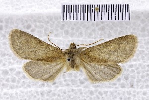  (Dasypolia psathyra - BC_ZSM_Lep_121012)  @11 [ ] by-nc-sa (2025) SNSB, Staatliche Naturwissenschaftliche Sammlungen Bayerns ZSM (SNSB, Zoologische Staatssammlung Muenchen)