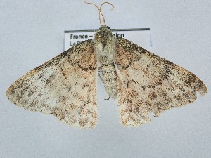  ( - BC_ZSM_Lep_121015)  @11 [ ] by-nc-sa (2025) SNSB, Staatliche Naturwissenschaftliche Sammlungen Bayerns ZSM (SNSB, Zoologische Staatssammlung Muenchen)