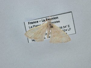  ( - BC_ZSM_Lep_121019)  @11 [ ] by-nc-sa (2025) SNSB, Staatliche Naturwissenschaftliche Sammlungen Bayerns ZSM (SNSB, Zoologische Staatssammlung Muenchen)