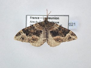  ( - BC_ZSM_Lep_121021)  @11 [ ] by-nc-sa (2025) SNSB, Staatliche Naturwissenschaftliche Sammlungen Bayerns ZSM (SNSB, Zoologische Staatssammlung Muenchen)