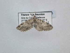  (Eupithecia graphiticata - BC_ZSM_Lep_121028)  @11 [ ] by-nc-sa (2025) SNSB, Staatliche Naturwissenschaftliche Sammlungen Bayerns ZSM (SNSB, Zoologische Staatssammlung Muenchen)