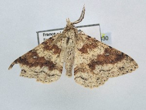 ( - BC_ZSM_Lep_121030)  @11 [ ] by-nc-sa (2025) SNSB, Staatliche Naturwissenschaftliche Sammlungen Bayerns ZSM (SNSB, Zoologische Staatssammlung Muenchen)