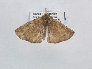  ( - BC_ZSM_Lep_121033)  @11 [ ] by-nc-sa (2025) SNSB, Staatliche Naturwissenschaftliche Sammlungen Bayerns ZSM (SNSB, Zoologische Staatssammlung Muenchen)