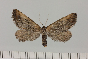  ( - BC_ZSM_Lep_121073)  @11 [ ] by-nc-sa (2025) SNSB, Staatliche Naturwissenschaftliche Sammlungen Bayerns ZSM (SNSB, Zoologische Staatssammlung Muenchen)