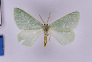  ( - BC_ZSM_Lep_121074)  @11 [ ] by-nc-sa (2025) SNSB, Staatliche Naturwissenschaftliche Sammlungen Bayerns ZSM (SNSB, Zoologische Staatssammlung Muenchen)