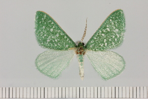  (Prosomphax cf. callista - BC_ZSM_Lep_121075)  @11 [ ] by-nc-sa (2025) SNSB, Staatliche Naturwissenschaftliche Sammlungen Bayerns ZSM (SNSB, Zoologische Staatssammlung Muenchen)