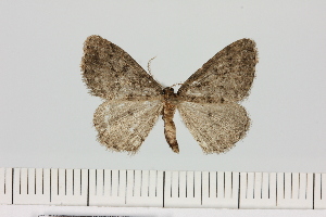  (Parectropis BOLD:AEF7646 - BC_ZSM_Lep_121082)  @11 [ ] by-nc-sa (2025) SNSB, Staatliche Naturwissenschaftliche Sammlungen Bayerns ZSM (SNSB, Zoologische Staatssammlung Muenchen)