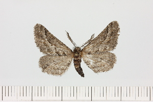  ( - BC_ZSM_Lep_121083)  @11 [ ] by-nc-sa (2025) SNSB, Staatliche Naturwissenschaftliche Sammlungen Bayerns ZSM (SNSB, Zoologische Staatssammlung Muenchen)