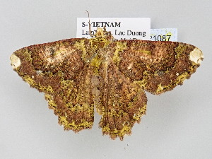  ( - BC_ZSM_Lep_121087)  @11 [ ] by-nc-sa (2025) SNSB, Staatliche Naturwissenschaftliche Sammlungen Bayerns ZSM (SNSB, Zoologische Staatssammlung Muenchen)