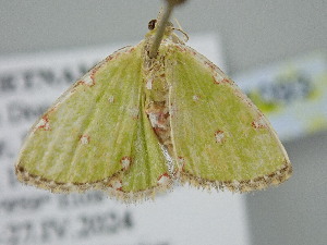  ( - BC_ZSM_Lep_121093)  @11 [ ] by-nc-sa (2025) SNSB, Staatliche Naturwissenschaftliche Sammlungen Bayerns ZSM (SNSB, Zoologische Staatssammlung Muenchen)