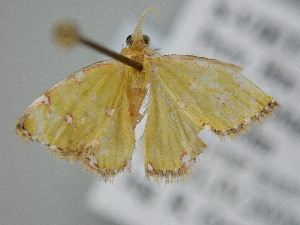  ( - BC_ZSM_Lep_121094)  @11 [ ] by-nc-sa (2025) SNSB, Staatliche Naturwissenschaftliche Sammlungen Bayerns ZSM (SNSB, Zoologische Staatssammlung Muenchen)