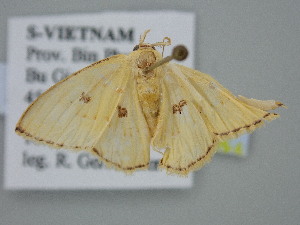  ( - BC_ZSM_Lep_121096)  @11 [ ] by-nc-sa (2025) SNSB, Staatliche Naturwissenschaftliche Sammlungen Bayerns ZSM (SNSB, Zoologische Staatssammlung Muenchen)