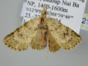  ( - BC_ZSM_Lep_121102)  @11 [ ] by-nc-sa (2025) SNSB, Staatliche Naturwissenschaftliche Sammlungen Bayerns ZSM (SNSB, Zoologische Staatssammlung Muenchen)