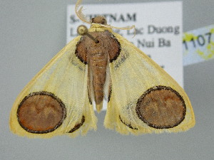  ( - BC_ZSM_Lep_121107)  @11 [ ] by-nc-sa (2025) SNSB, Staatliche Naturwissenschaftliche Sammlungen Bayerns ZSM (SNSB, Zoologische Staatssammlung Muenchen)