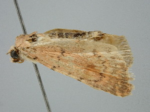  ( - BC_ZSM_Lep_121117)  @11 [ ] by-nc-sa (2025) SNSB, Staatliche Naturwissenschaftliche Sammlungen Bayerns ZSM (SNSB, Zoologische Staatssammlung Muenchen)