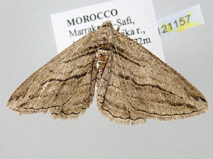  ( - BC_ZSM_Lep_121157)  @11 [ ] by-nc-sa (2025) SNSB, Staatliche Naturwissenschaftliche Sammlungen Bayerns ZSM (SNSB, Zoologische Staatssammlung Muenchen)