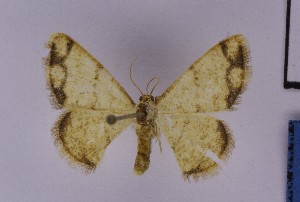  ( - BC_ZSM_Lep_121173)  @11 [ ] by-nc-sa (2025) SNSB, Staatliche Naturwissenschaftliche Sammlungen Bayerns ZSM (SNSB, Zoologische Staatssammlung Muenchen)