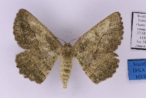  (Aphilopota cf. decepta - BC_ZSM_Lep_121179)  @11 [ ] by-nc-sa (2025) SNSB, Staatliche Naturwissenschaftliche Sammlungen Bayerns ZSM (SNSB, Zoologische Staatssammlung Muenchen)