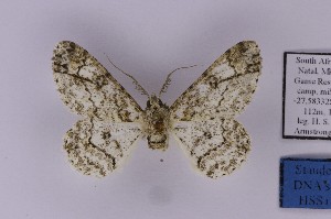  (Cleora tulbaghata - BC_ZSM_Lep_121282)  @11 [ ] by-nc-sa (2025) SNSB, Staatliche Naturwissenschaftliche Sammlungen Bayerns ZSM (SNSB, Zoologische Staatssammlung Muenchen)