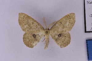  ( - BC_ZSM_Lep_121288)  @11 [ ] by-nc-sa (2025) SNSB, Staatliche Naturwissenschaftliche Sammlungen Bayerns ZSM (SNSB, Zoologische Staatssammlung Muenchen)