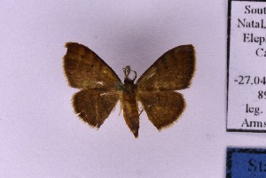  ( - BC_ZSM_Lep_121291)  @11 [ ] by-nc-sa (2025) SNSB, Staatliche Naturwissenschaftliche Sammlungen Bayerns ZSM (SNSB, Zoologische Staatssammlung Muenchen)
