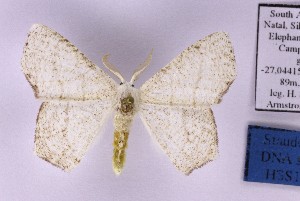  (Xenochroma cf. palimpias - BC_ZSM_Lep_121295)  @11 [ ] by-nc-sa (2025) SNSB, Staatliche Naturwissenschaftliche Sammlungen Bayerns ZSM (SNSB, Zoologische Staatssammlung Muenchen)