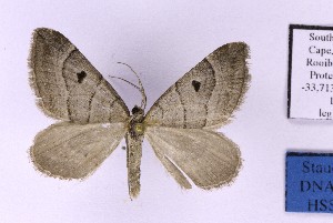  ( - BC_ZSM_Lep_121302)  @11 [ ] by-nc-sa (2025) SNSB, Staatliche Naturwissenschaftliche Sammlungen Bayerns ZSM (SNSB, Zoologische Staatssammlung Muenchen)
