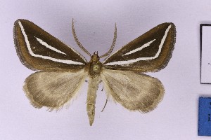  (Pseudomaenas cf. leucograpta - BC_ZSM_Lep_121303)  @11 [ ] by-nc-sa (2025) SNSB, Staatliche Naturwissenschaftliche Sammlungen Bayerns ZSM (SNSB, Zoologische Staatssammlung Muenchen)