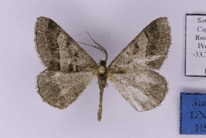  ( - BC_ZSM_Lep_121306)  @11 [ ] by-nc-sa (2025) SNSB, Staatliche Naturwissenschaftliche Sammlungen Bayerns ZSM (SNSB, Zoologische Staatssammlung Muenchen)