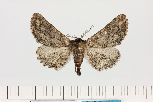  (Omphalucha cf. crenulata - BC_ZSM_Lep_121319)  @11 [ ] by-nc-sa (2025) SNSB, Staatliche Naturwissenschaftliche Sammlungen Bayerns ZSM (SNSB, Zoologische Staatssammlung Muenchen)