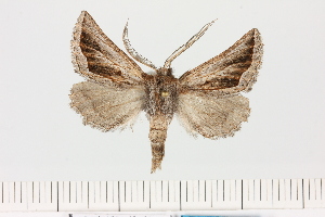  ( - BC_ZSM_Lep_121328)  @11 [ ] by-nc-sa (2025) SNSB, Staatliche Naturwissenschaftliche Sammlungen Bayerns ZSM (SNSB, Zoologische Staatssammlung Muenchen)