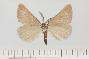  (Nassinia cf. pretoria - BC_ZSM_Lep_121329)  @11 [ ] by-nc-sa (2025) SNSB, Staatliche Naturwissenschaftliche Sammlungen Bayerns ZSM (SNSB, Zoologische Staatssammlung Muenchen)