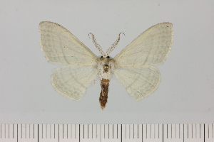  ( - BC_ZSM_Lep_121330)  @11 [ ] by-nc-sa (2025) SNSB, Staatliche Naturwissenschaftliche Sammlungen Bayerns ZSM (SNSB, Zoologische Staatssammlung Muenchen)