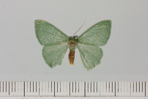  ( - BC_ZSM_Lep_121334)  @11 [ ] by-nc-sa (2025) SNSB, Staatliche Naturwissenschaftliche Sammlungen Bayerns ZSM (SNSB, Zoologische Staatssammlung Muenchen)