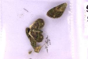  ( - BC_ZSM_Lep_121336)  @11 [ ] by-nc-sa (2025) SNSB, Staatliche Naturwissenschaftliche Sammlungen Bayerns ZSM (SNSB, Zoologische Staatssammlung Muenchen)