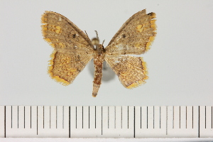  ( - BC_ZSM_Lep_121337)  @11 [ ] by-nc-sa (2025) SNSB, Staatliche Naturwissenschaftliche Sammlungen Bayerns ZSM (SNSB, Zoologische Staatssammlung Muenchen)