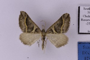  ( - BC_ZSM_Lep_121341)  @11 [ ] by-nc-sa (2025) SNSB, Staatliche Naturwissenschaftliche Sammlungen Bayerns ZSM (SNSB, Zoologische Staatssammlung Muenchen)