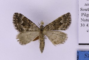  ( - BC_ZSM_Lep_121346)  @11 [ ] by-nc-sa (2025) SNSB, Staatliche Naturwissenschaftliche Sammlungen Bayerns ZSM (SNSB, Zoologische Staatssammlung Muenchen)