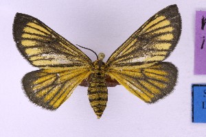  ( - BC_ZSM_Lep_121350)  @11 [ ] by-nc-sa (2025) SNSB, Staatliche Naturwissenschaftliche Sammlungen Bayerns ZSM (SNSB, Zoologische Staatssammlung Muenchen)