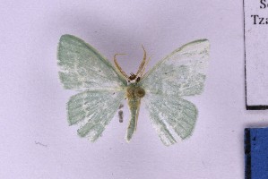  ( - BC_ZSM_Lep_121354)  @11 [ ] by-nc-sa (2025) SNSB, Staatliche Naturwissenschaftliche Sammlungen Bayerns ZSM (SNSB, Zoologische Staatssammlung Muenchen)