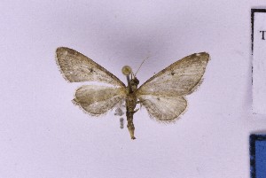  (Eupithecia subcanipars - BC_ZSM_Lep_121357)  @11 [ ] by-nc-sa (2025) SNSB, Staatliche Naturwissenschaftliche Sammlungen Bayerns ZSM (SNSB, Zoologische Staatssammlung Muenchen)