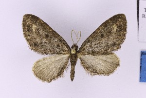  ( - BC_ZSM_Lep_121369)  @11 [ ] by-nc-sa (2025) SNSB, Staatliche Naturwissenschaftliche Sammlungen Bayerns ZSM (SNSB, Zoologische Staatssammlung Muenchen)