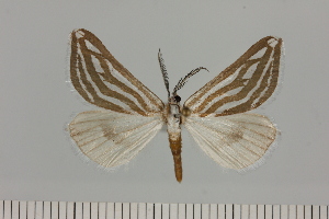  (Pseudomaenas eumetrorrhabda - BC_ZSM_Lep_121377)  @11 [ ] by-nc-sa (2025) SNSB, Staatliche Naturwissenschaftliche Sammlungen Bayerns ZSM (SNSB, Zoologische Staatssammlung Muenchen)